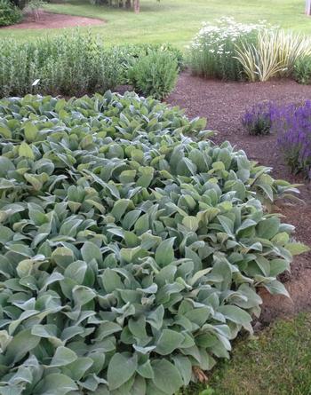 Stachys byzantina 'Silver Carpet' 