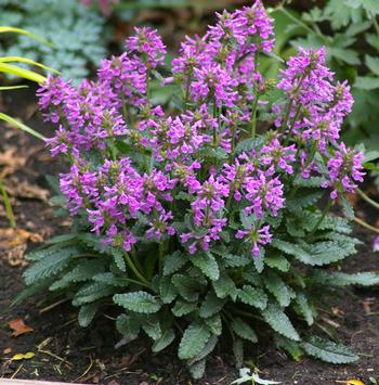 Stachys minima 