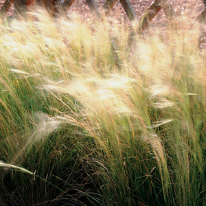 Stipa tenuissima 