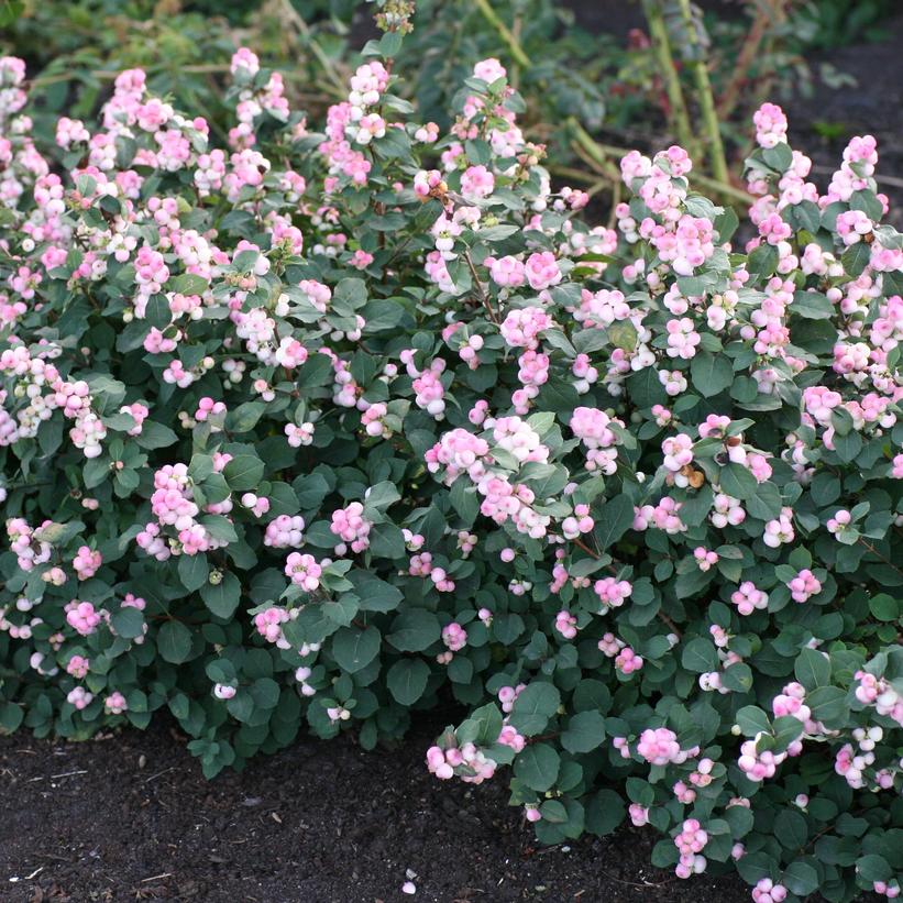 Symphoricarpos doorenbossi 'Pinky Promise' 