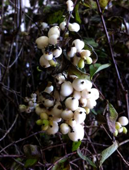 Symphoricarpos albus 