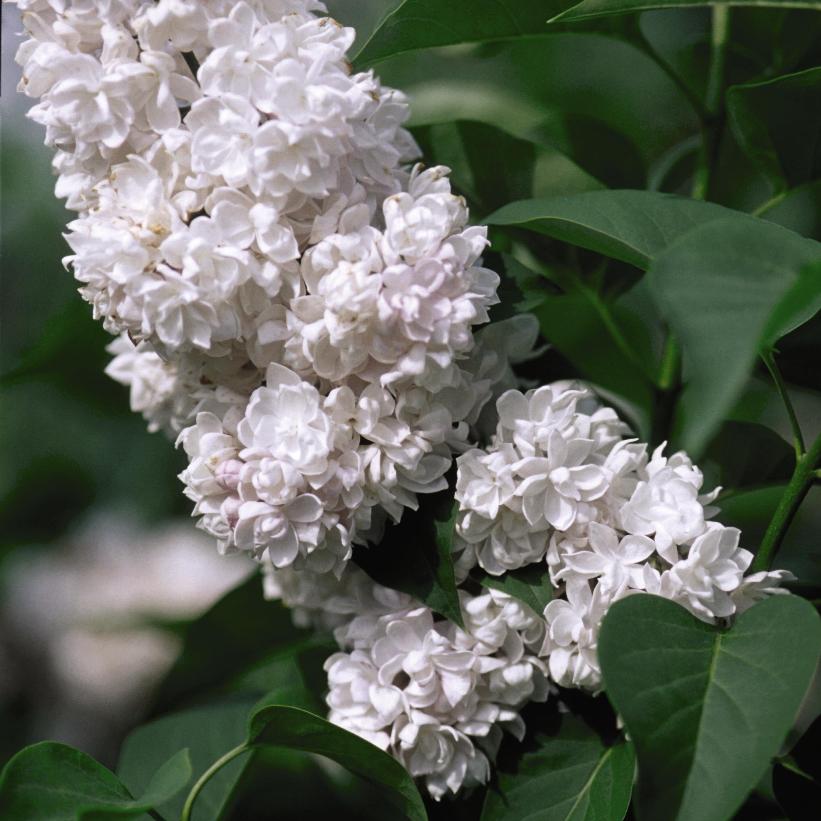 Syringa vulgaris 'Beauty of Moscow' 