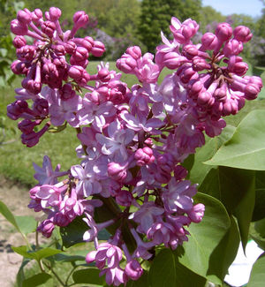 Syringa vulgaris 'Belle de Nancy'