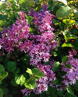 Syringa meyeri 'Palibin' 