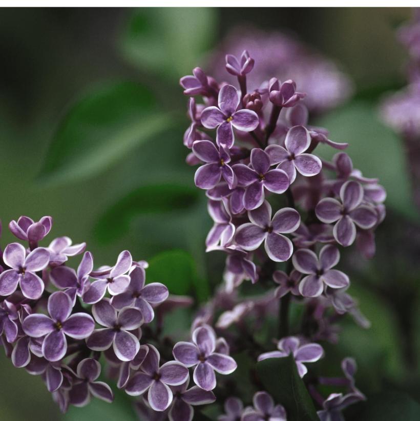 Syringa vulgaris 'Sensation' 