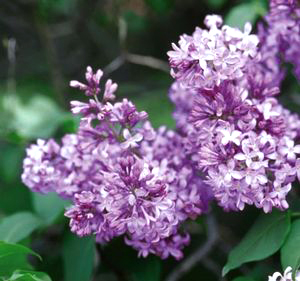 Syringa vulgaris