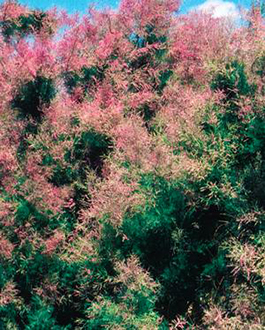 Tamarix ramosissima 'Summer Glow' 