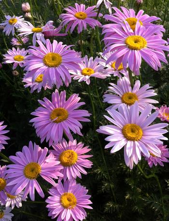 Tanacetum coccineum 'Robinson's Pink' 