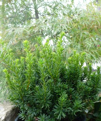 Taxus cuspidata 'Nana'