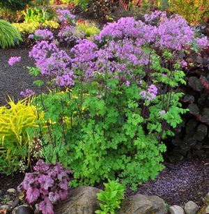 Thalictrum 'Black Stockings' 