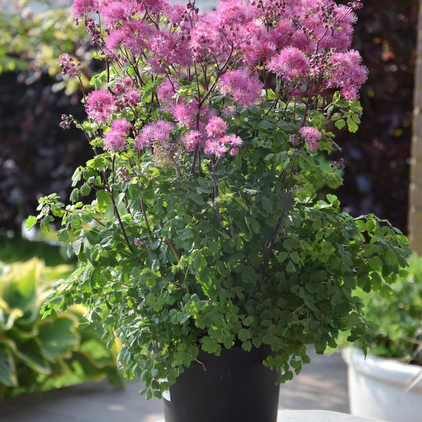 Thalictrum delavayi 'My Little Favorite'  NEW