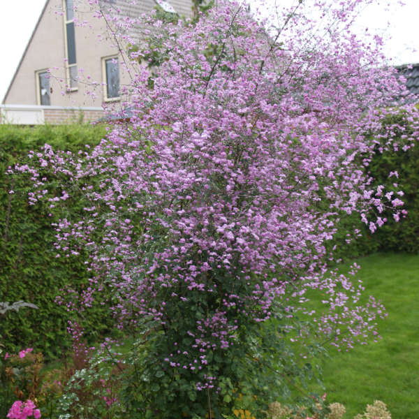 Thalictrum delavayi 'Splendide'  Bestseller