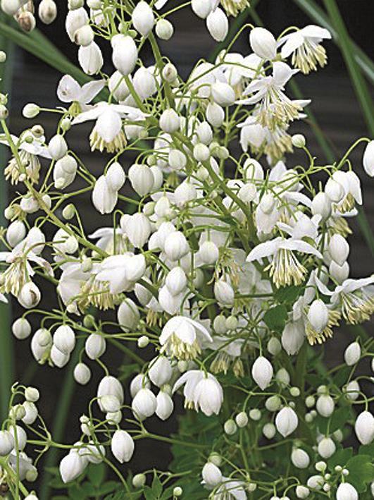 Thalictrum delavayi 'Splendide Album'  NEW