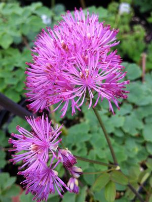 Thalictrum aquilegifolium