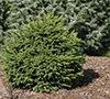 DWARF EVERGREENS 