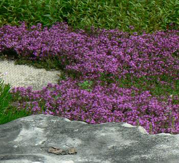 Thymus praecox 'Coccineus' 