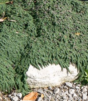 Thymus praecox 'Elfin'      