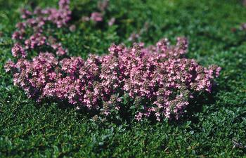 Thymus serpyllum 'Magic Carpet'