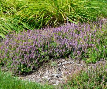 Thymus serpyllum