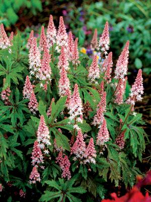 Tiarella 'Pink Skyrocket'