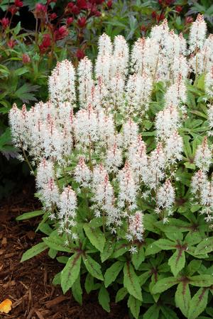 Tiarella 'Spring Symphony'