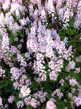 Tiarella cordifolia