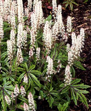 Tiarella 'Candy Striper'