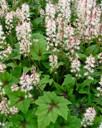 Tiarella 'Suger and Spice'  