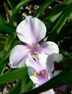 Tradescantia 'Bilberry Ice' 