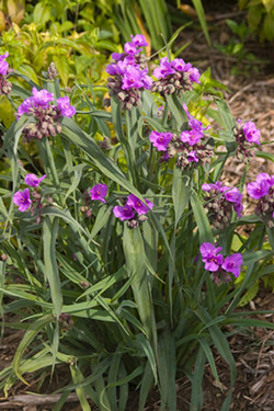 Tradescantia 'Concord Grape'