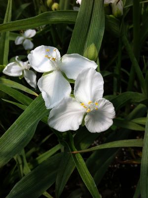 Tradescantia 'Innocence'