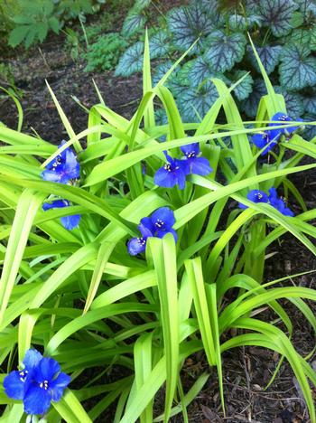 Tradescantia 'Sweet Kate'  