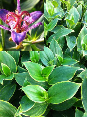 Tricyrtis formosana 'Gilt Edge'