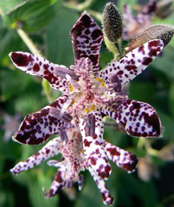 Tricyrtis hirta 'Miyazaki'  