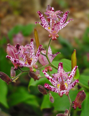 Tricyrtis 'Sinonome'