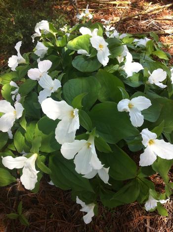 Trillium grandiflorum (white)