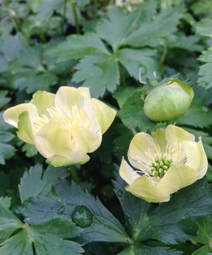 Trollius cultorum 'New Moon'  