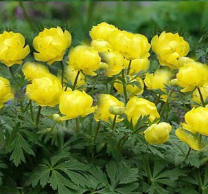 Trollius cultorum 'Lemon Queen' 