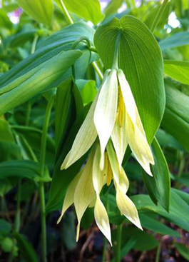 Uvularia grandiflora