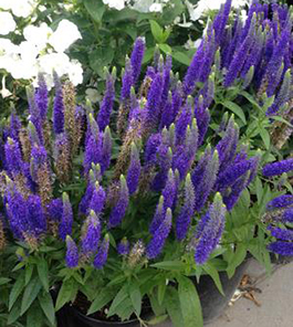 Veronica spicata 'Royal Candles'  