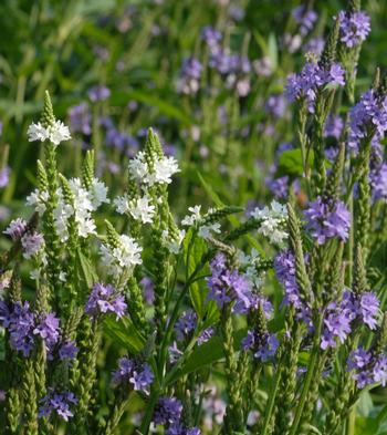 Verbena hastata 