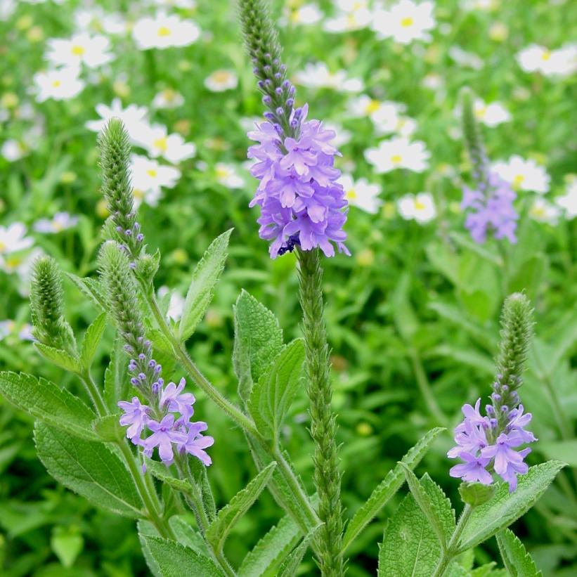 Verbena stricta  NEW