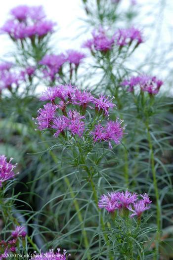 Vernonia lettermanii 'Iron Butterfly' 