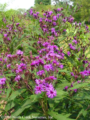 Vernonia noveboracensis 