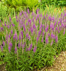 Veronica longifolia 'Eveline'   