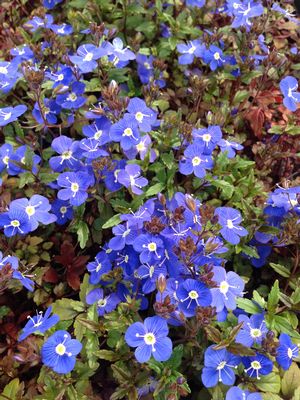 Veronica peduncularis 'Georgia Blue'