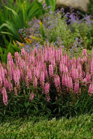 Veronica spicata 'Giles van Hees'