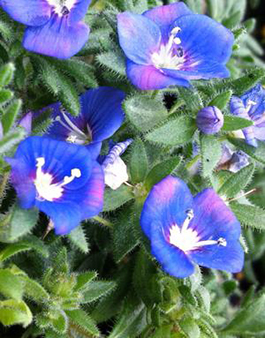 Veronica 'Tidal Pool'