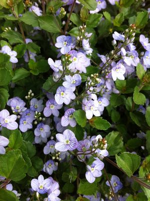 Veronica 'Waterperry Blue' 