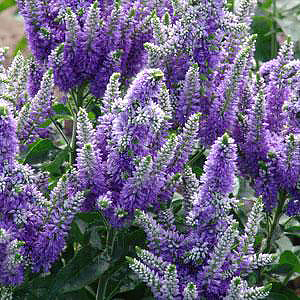 Veronica x 'Blue Bomb' 